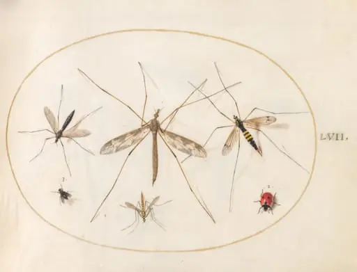 Plate 57: A Ladybug, a Fly, and Four Other Insects
