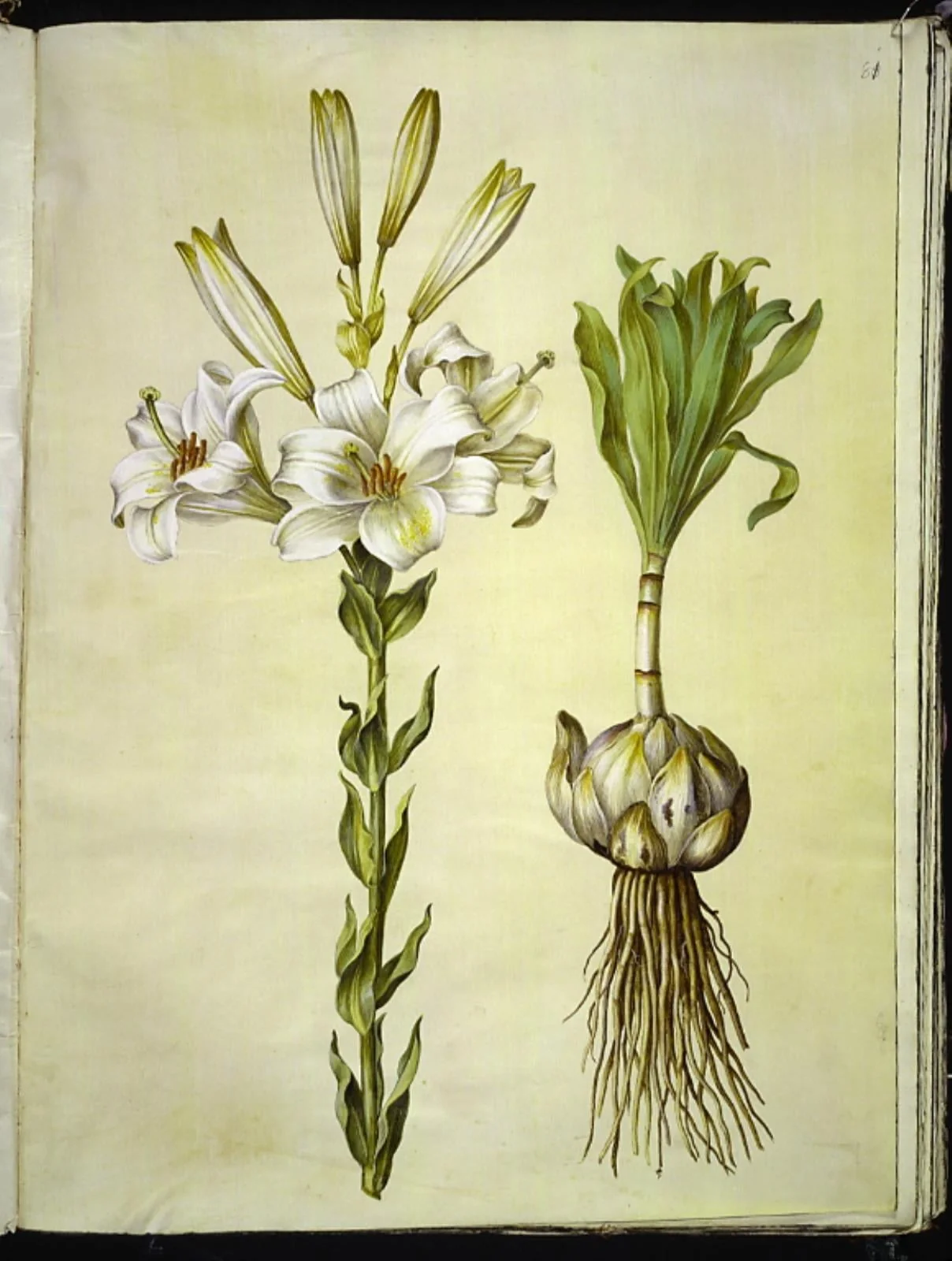 Lilium candidum (madonna-lilje), by Unknown, unspecified, 1654