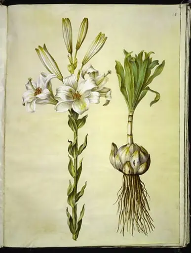 Lilium candidum (madonna-lilje)