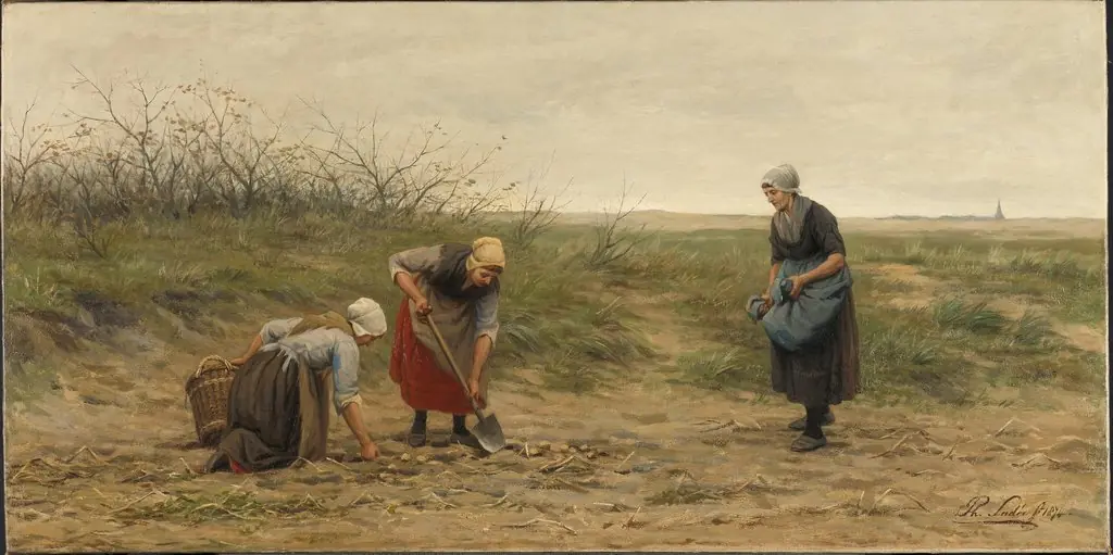 Scheveningse vrouwen bij het nalezen van een gerooid aardappelveld