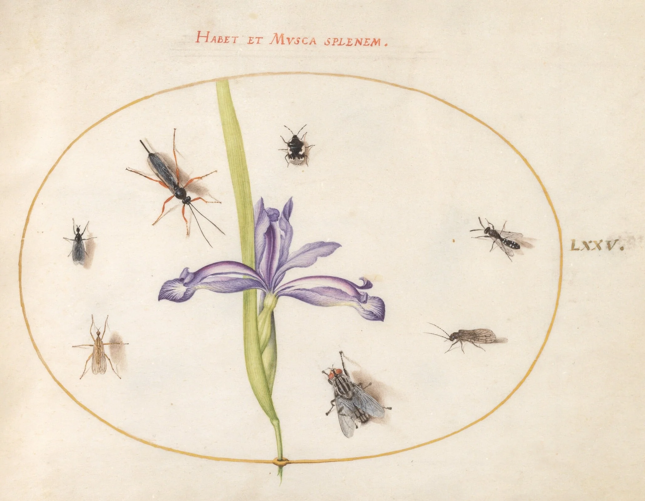 Plate 75: A Fly and Other Insects with an Iris, by Joris Hoefnagel, gouache, 1594