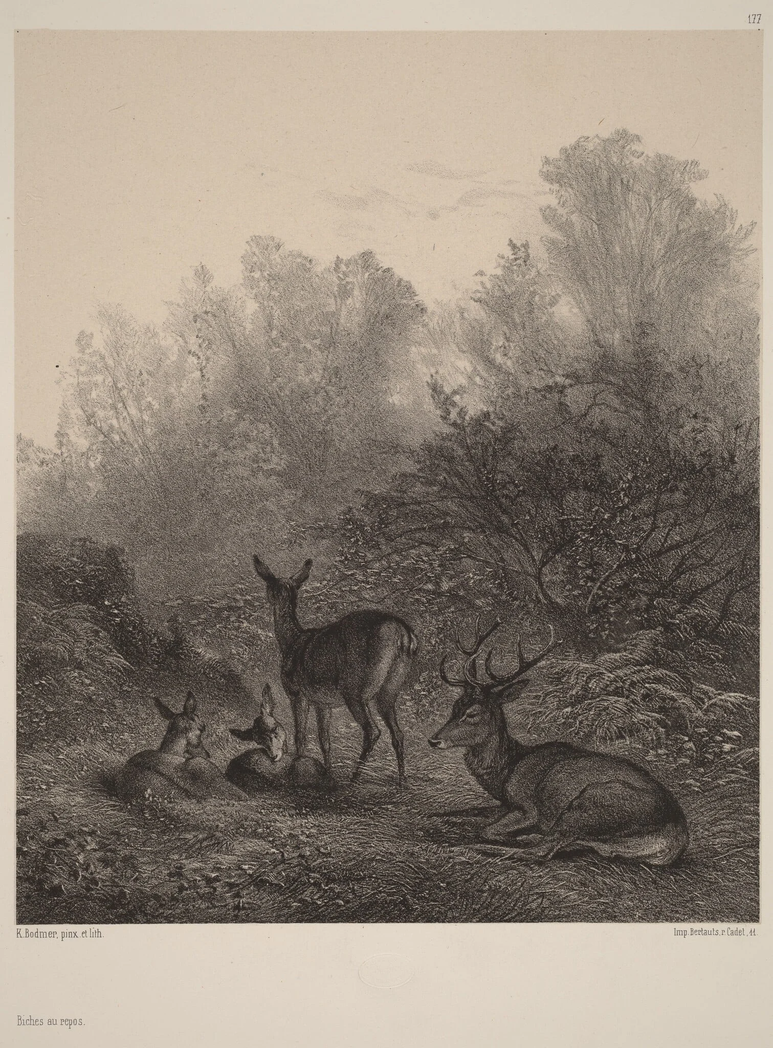 Biches au repos, by Karl Bodmer, ink, 1851