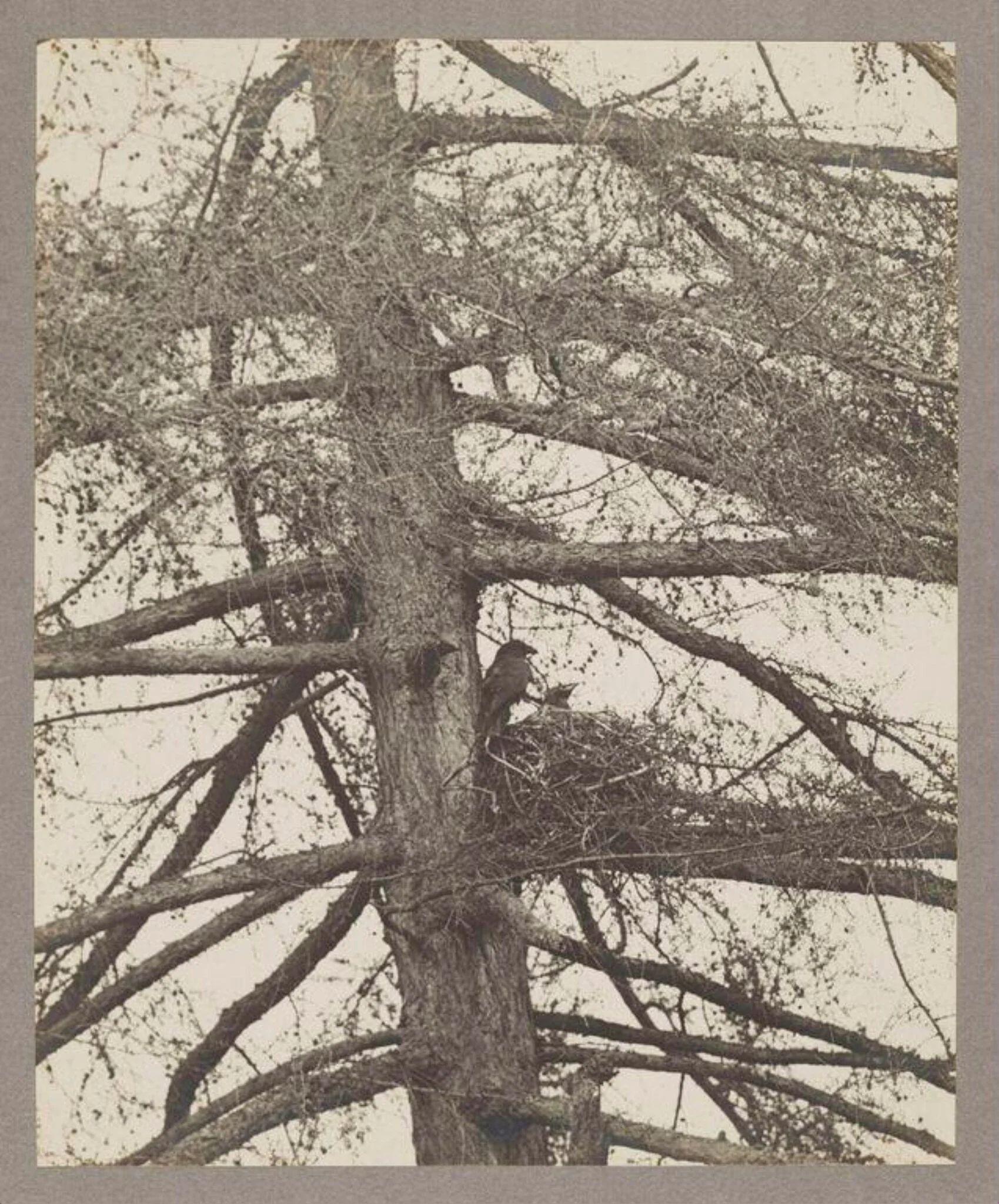 Raven at Nest, by Zoological Photographic Club, photographic