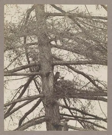 Raven at Nest