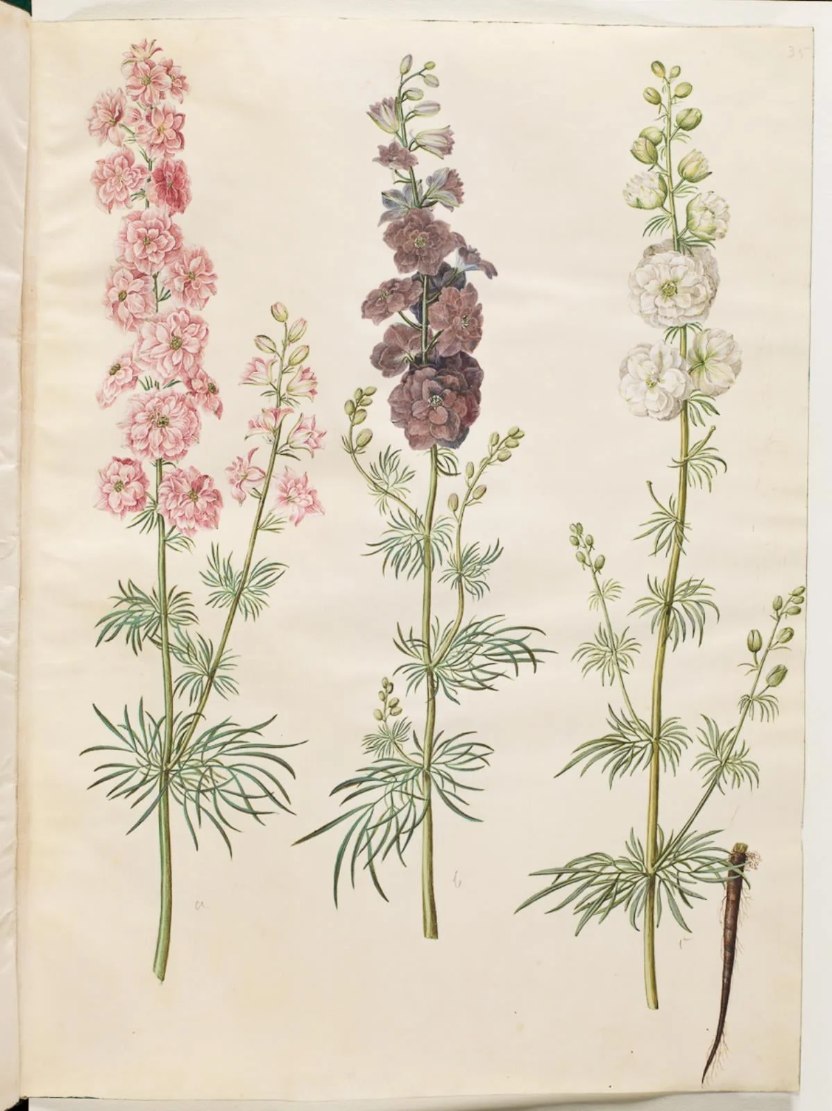 Consolida ajacis (have-ridderspore), by Unknown, unspecified, 1654