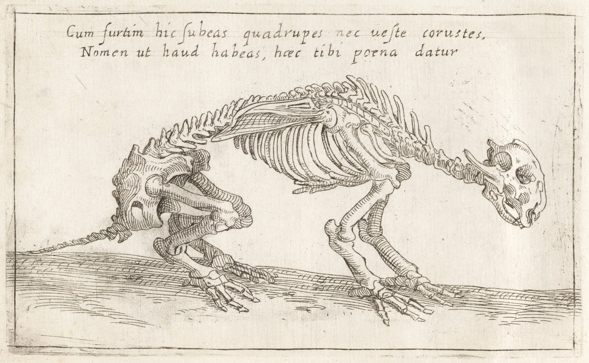 Skeleton of a Quadruped, by Teodoro Filippo di Liagno, ink, 1620