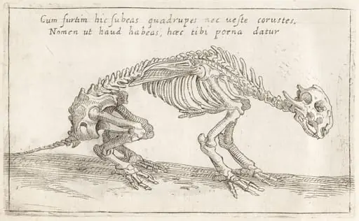 Skeleton of a Quadruped