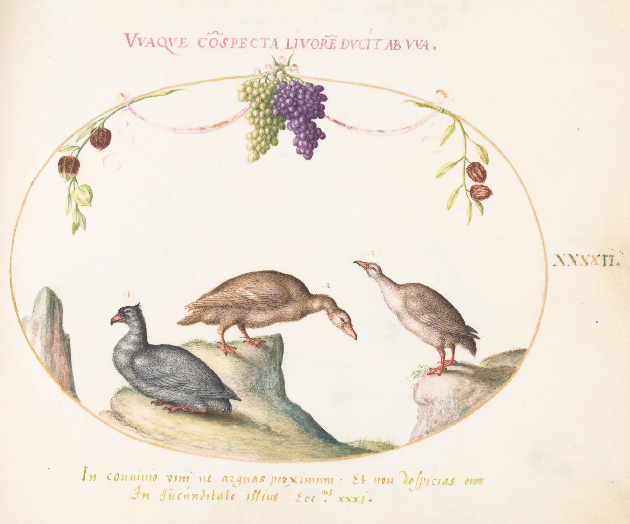Plate 42: Two Gray Geese with a Third Bird and Hanging Grapes, by Joris Hoefnagel, gouache, 1594