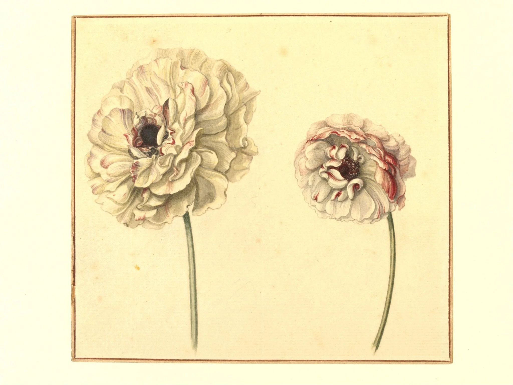 Two Persian Buttercups (<i>Ranunculus asiaticus</i>)