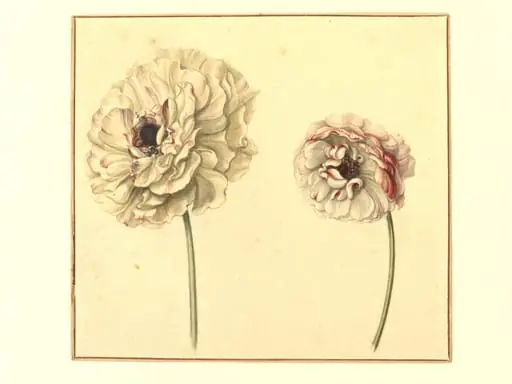 Two Persian Buttercups (<i>Ranunculus asiaticus</i>)