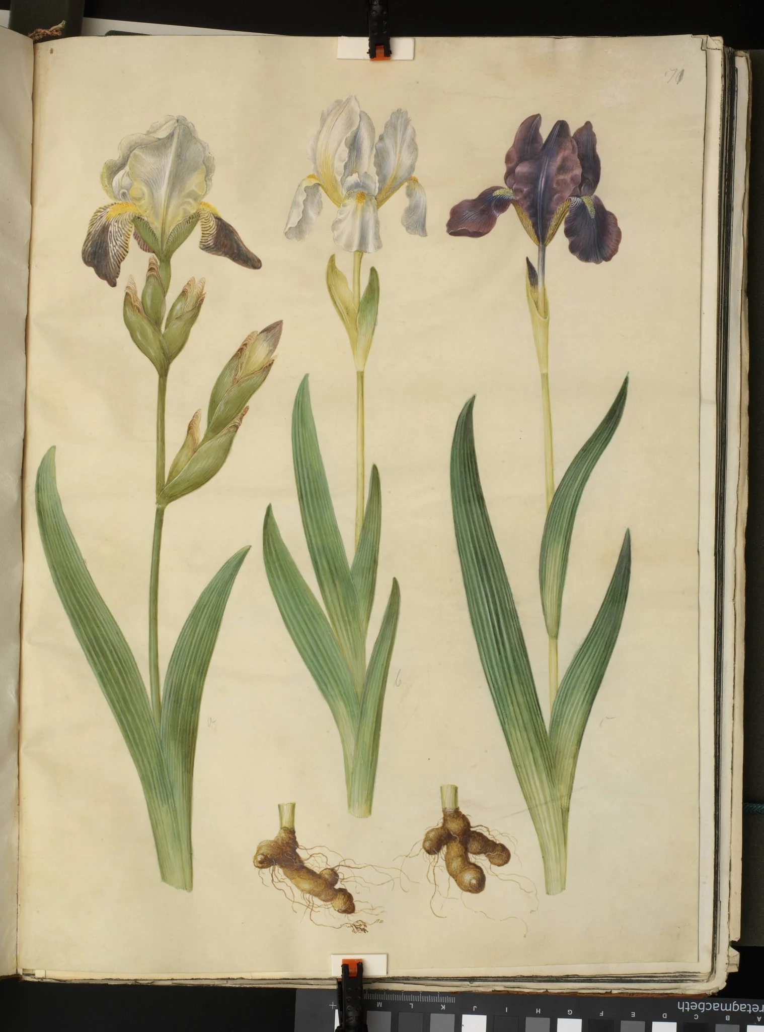 Iris ×squalens (iris-hybrid); Iris (iris), by Unknown, unspecified, 1654