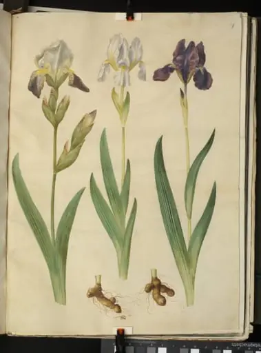 Iris ×squalens (iris-hybrid); Iris (iris)
