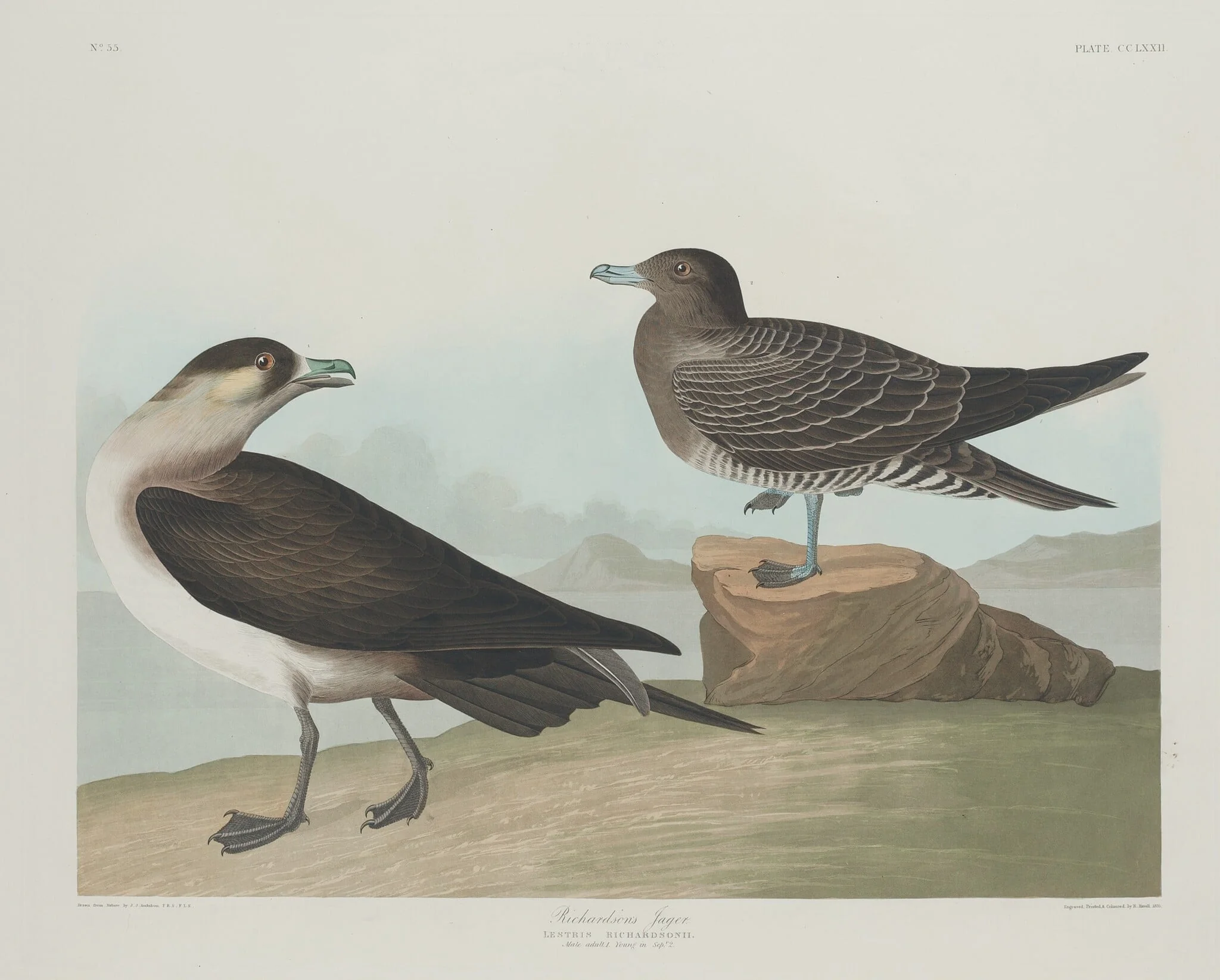 Richardson's Jager, by Robert Havell Jr., ink, 1835