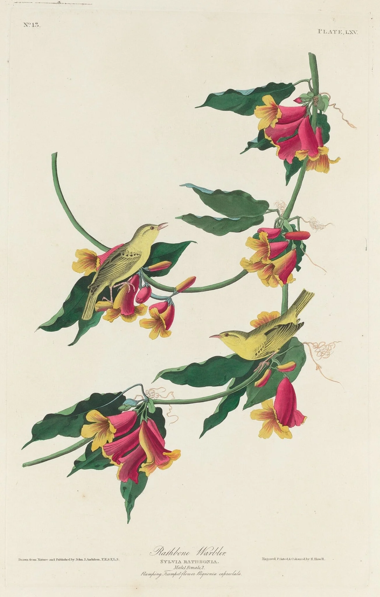 Rathbone Warbler, by Robert Havell Jr., ink, 1829