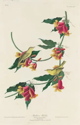 Rathbone Warbler