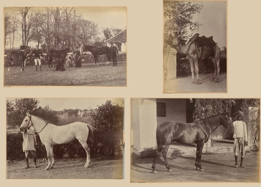 Captain Brown's horses, Jhansi (recto, top); Captain Bailward's horses (recto, bottom); Captain Bailward's camel (verso, left); Captain Bailward's horse, Jhanso (verso, right)