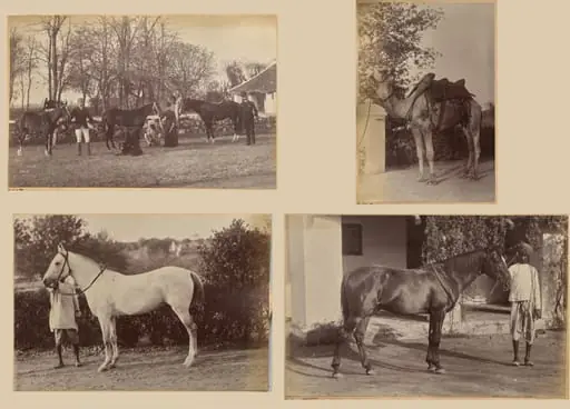 Captain Brown's horses, Jhansi (recto, top); Captain Bailward's horses (recto, bottom); Captain Bailward's camel (verso, left); Captain Bailward's horse, Jhanso (verso, right)