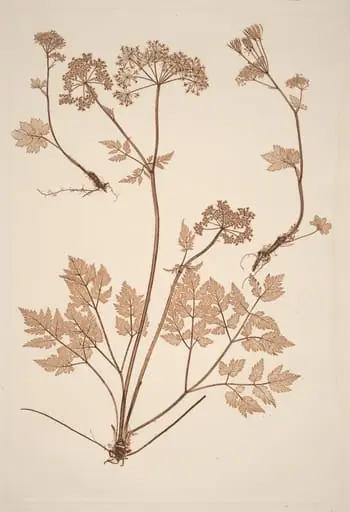 Chaerophyllum hirsistum
