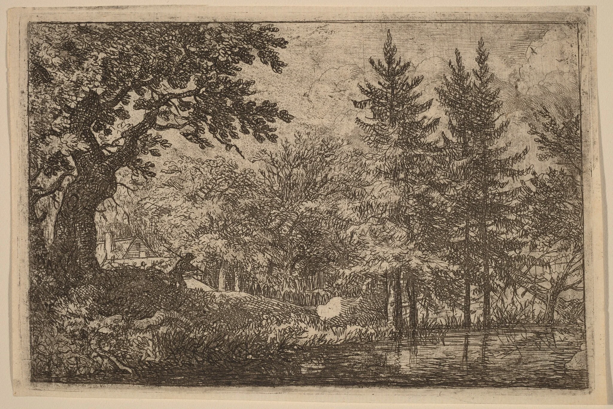 Fir Trees at the Water