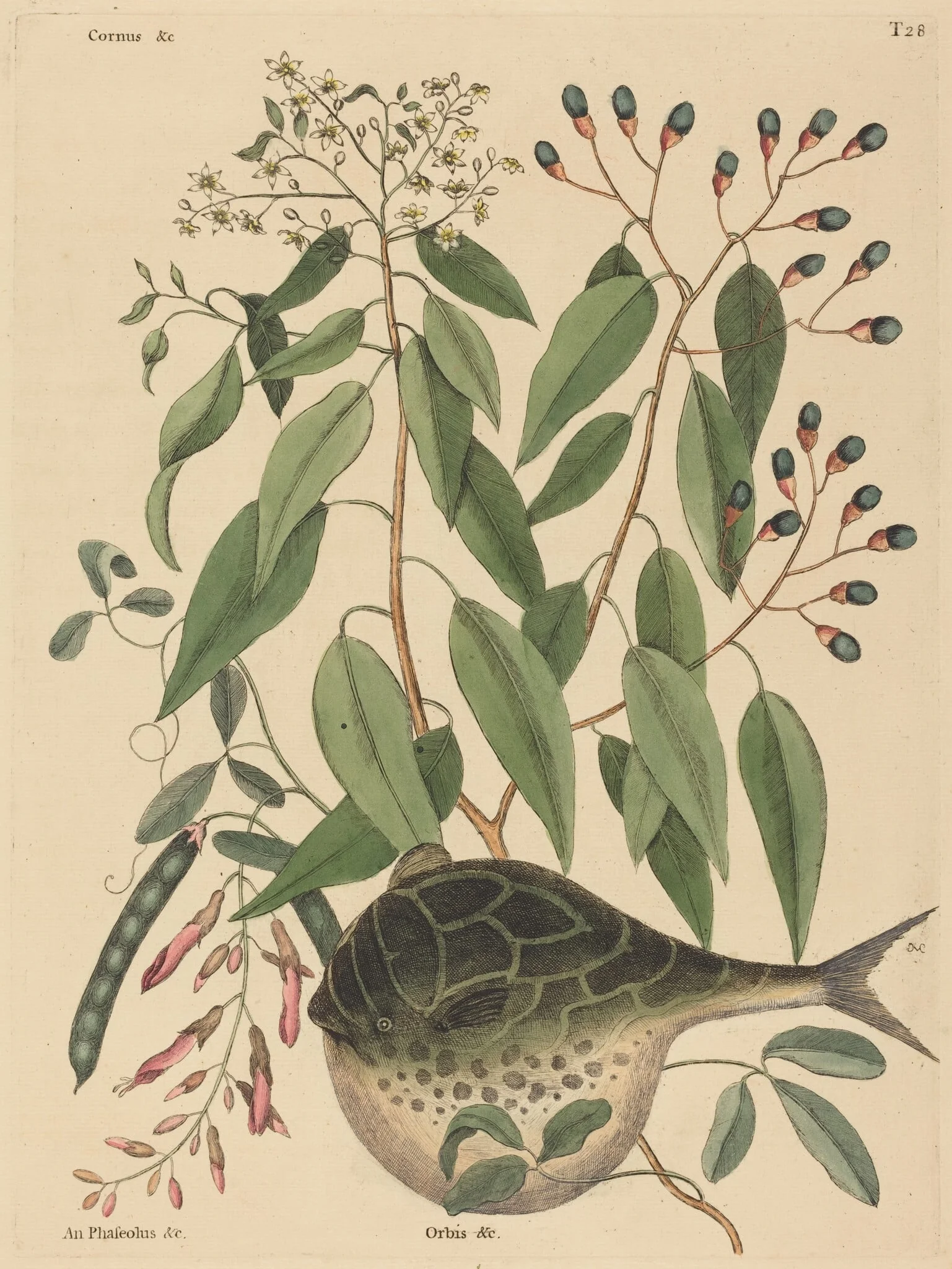 The Globe Fish (Tetrodon lagocephalus), by Mark Catesby, ink, 1737