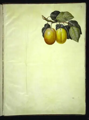 Prunus domestica (blomme)
