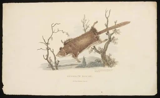 Opossum Mouse