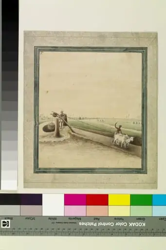 Oxen drawing water