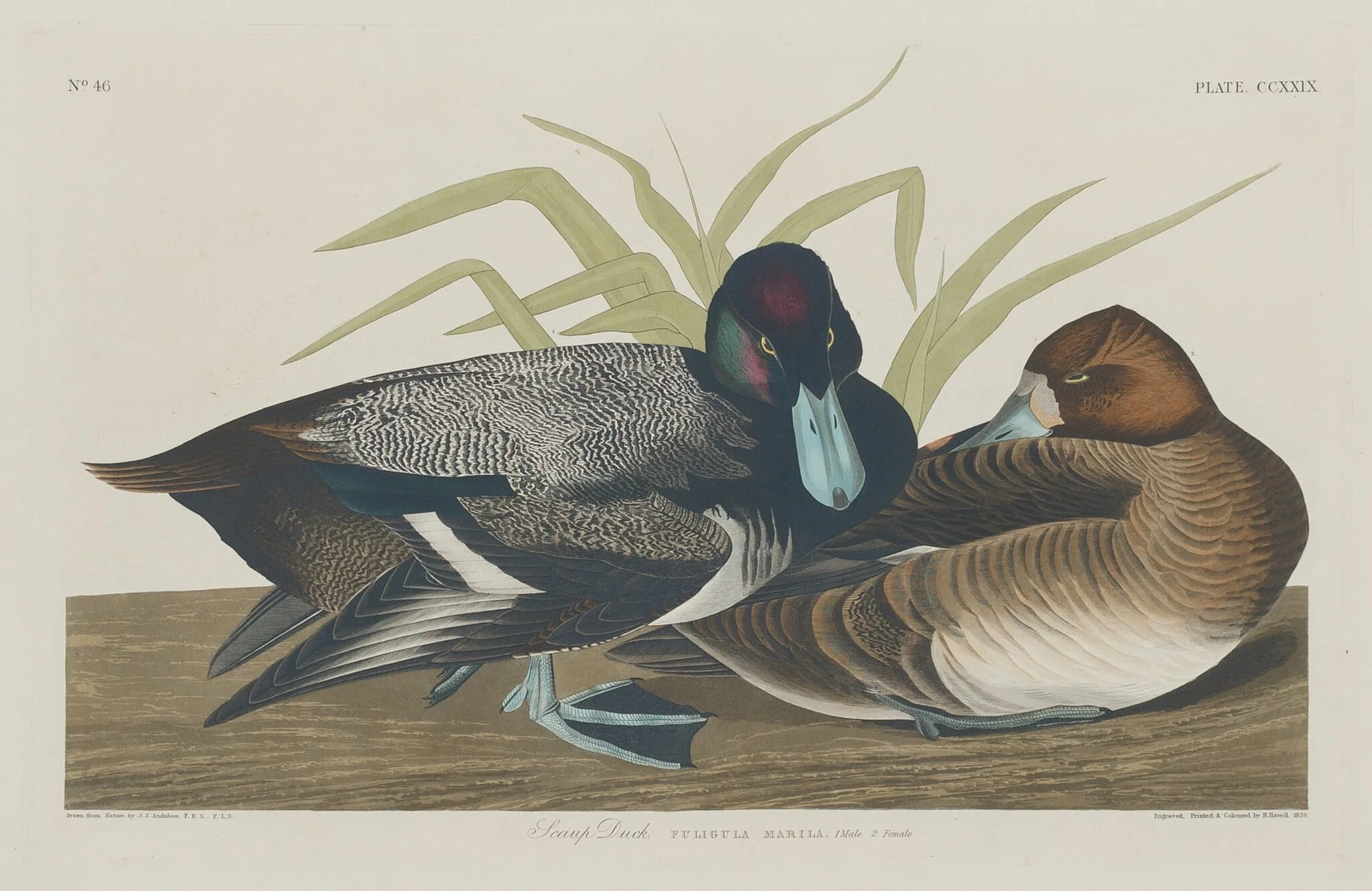 Scaup Duck, by Robert Havell Jr., ink, 1834