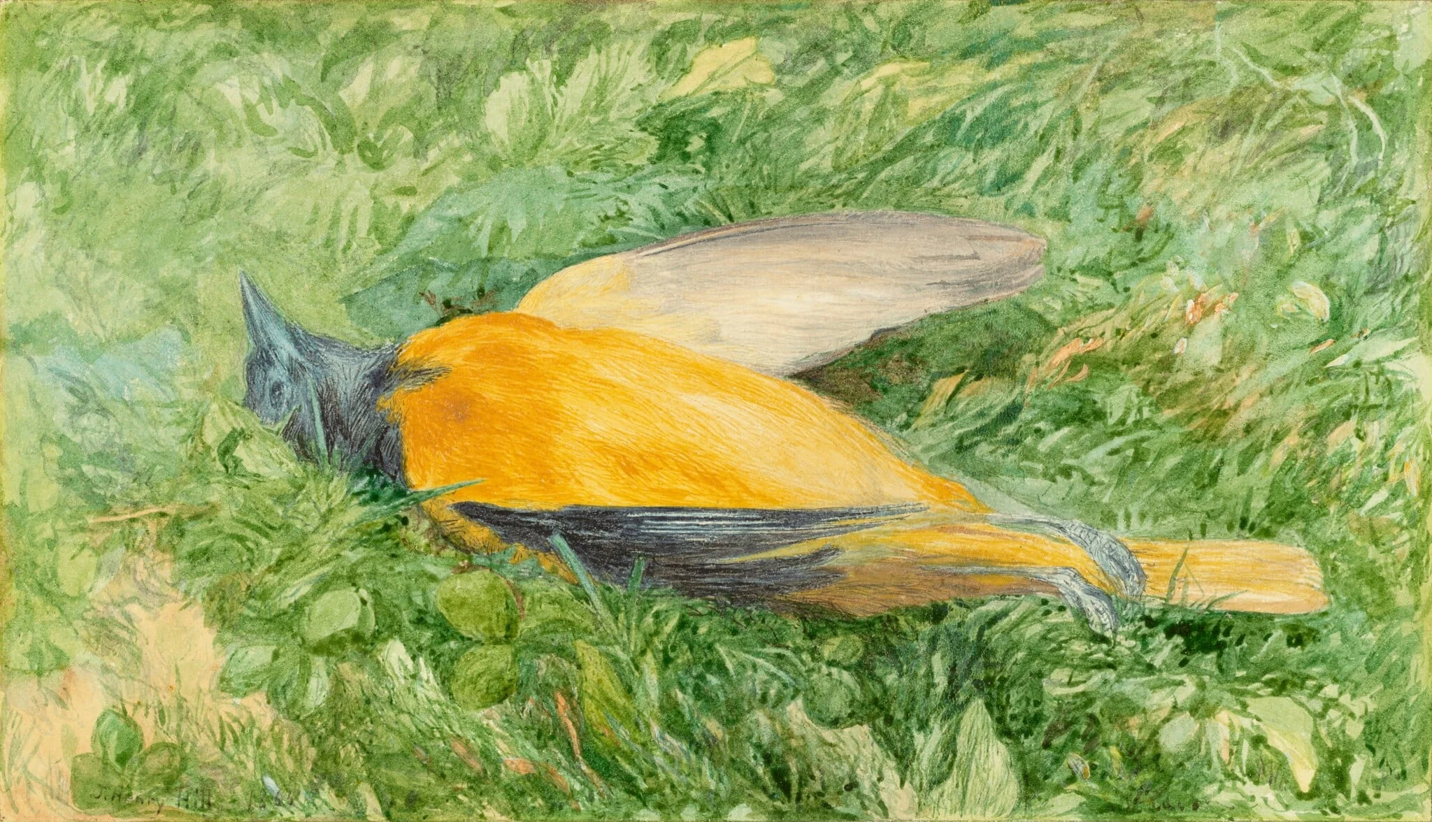 Golden Robin (Northern Oriole)