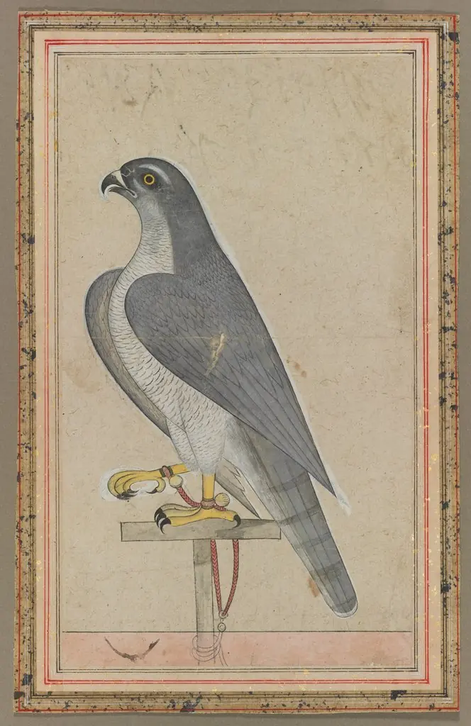 Falcon
