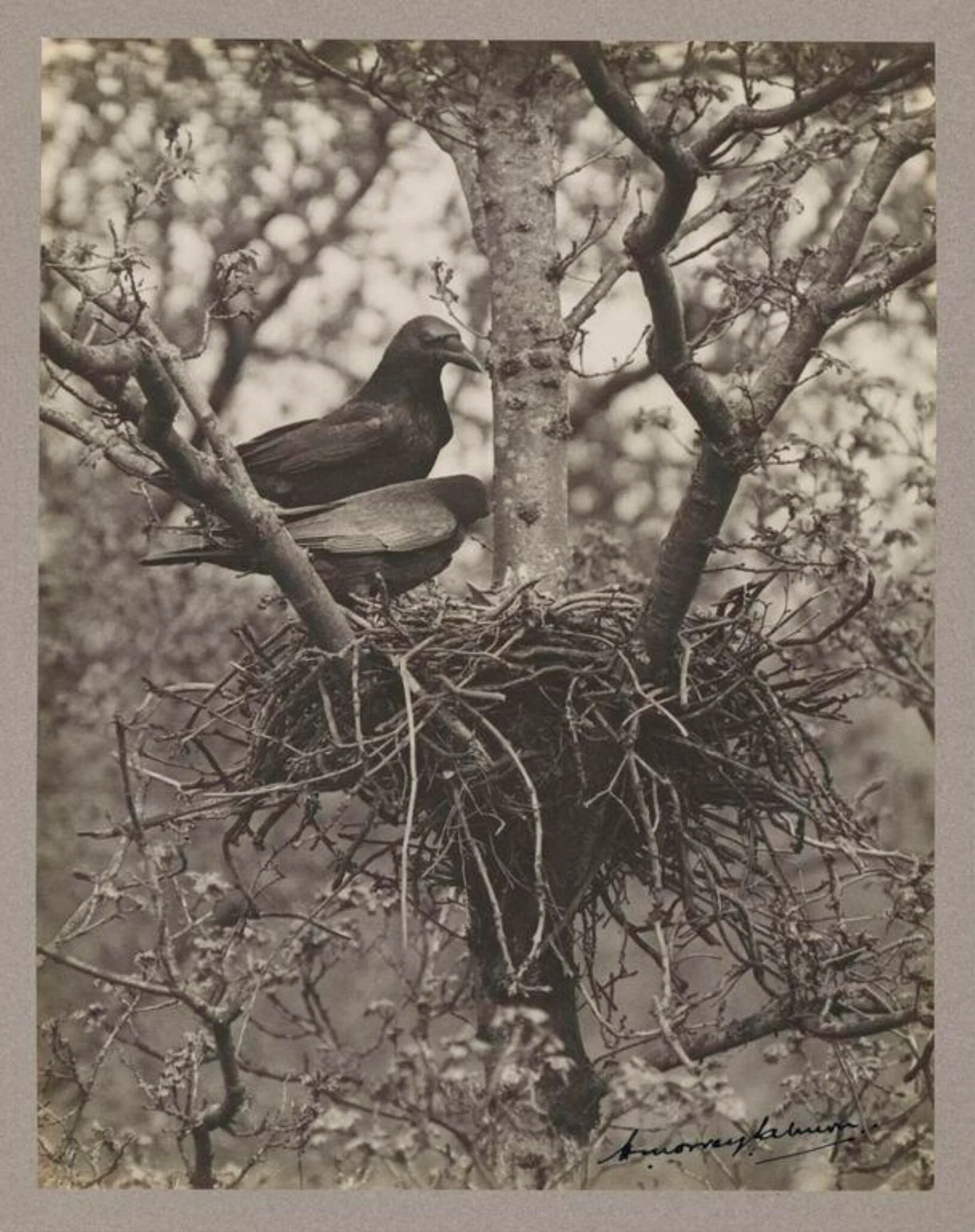 Pair of Carrion Crows, by Zoological Photographic Club, photographic