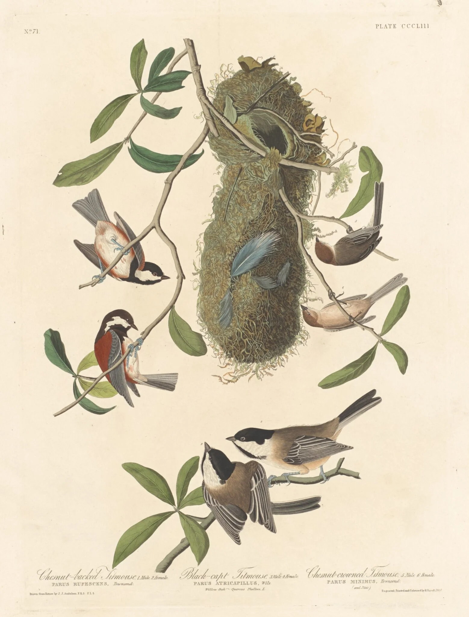 Chestnut-backed Titmouse, Black-capped Titmouse and Chestnut-crowned Titmouse, by Robert Havell Jr., ink, 1837