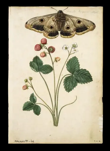 Strawberry and emperor moth