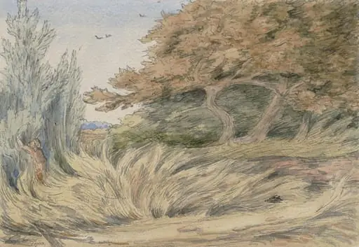 Rank Grass - Epping Forest