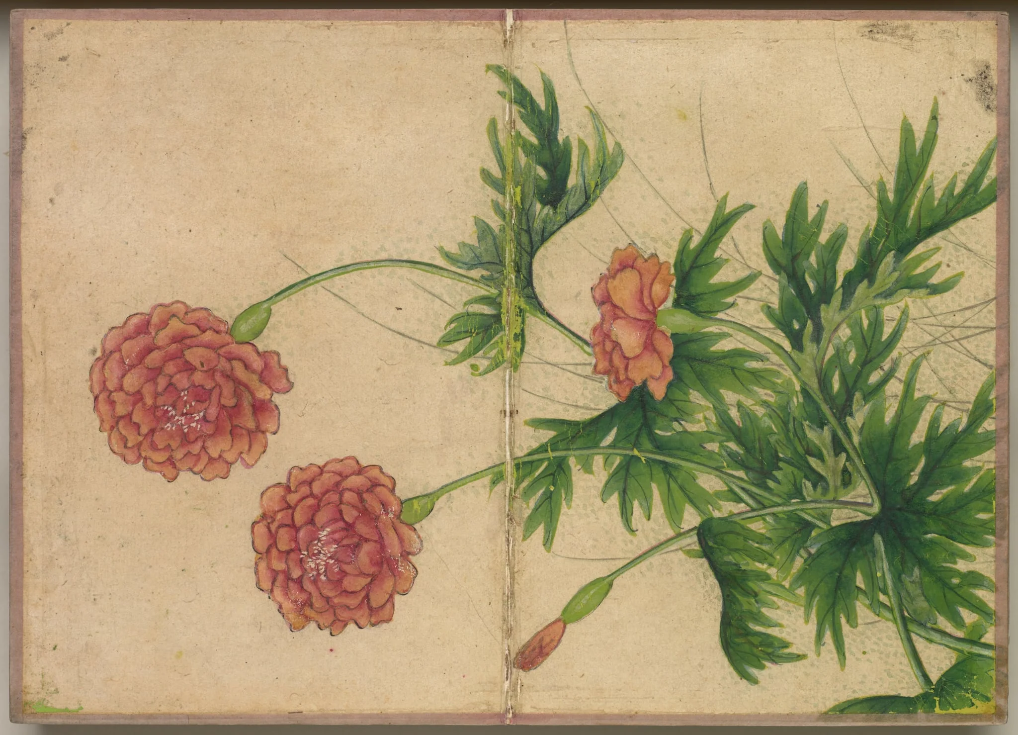 Desk Album: Flower and Bird Paintings (Peony), by Zhang Ruoai, unspecified, 1704