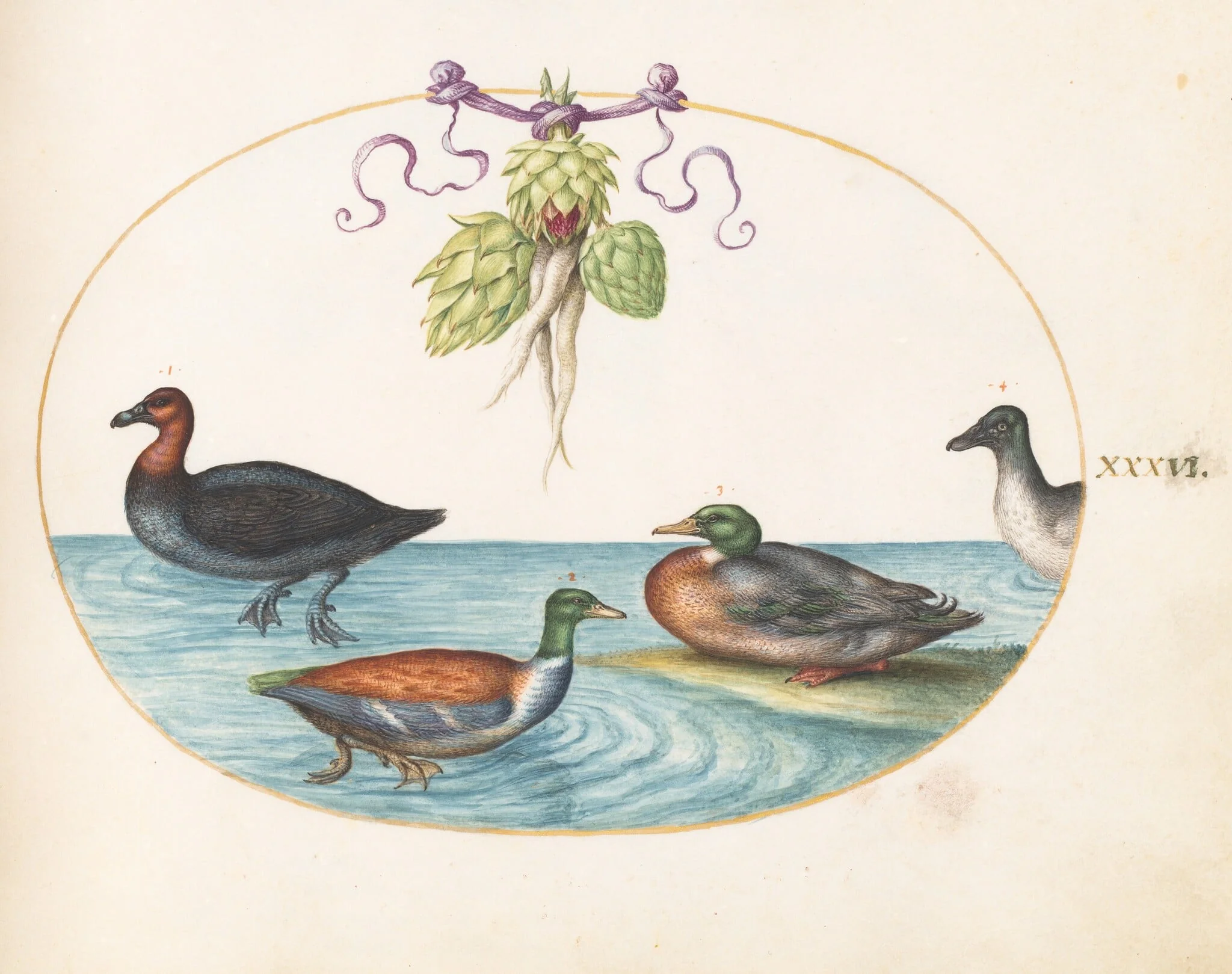 Plate 36: Red-Breasted Merganser, Shoveler, and Mallard, and Duck with Artichokes, by Joris Hoefnagel, gouache, 1594