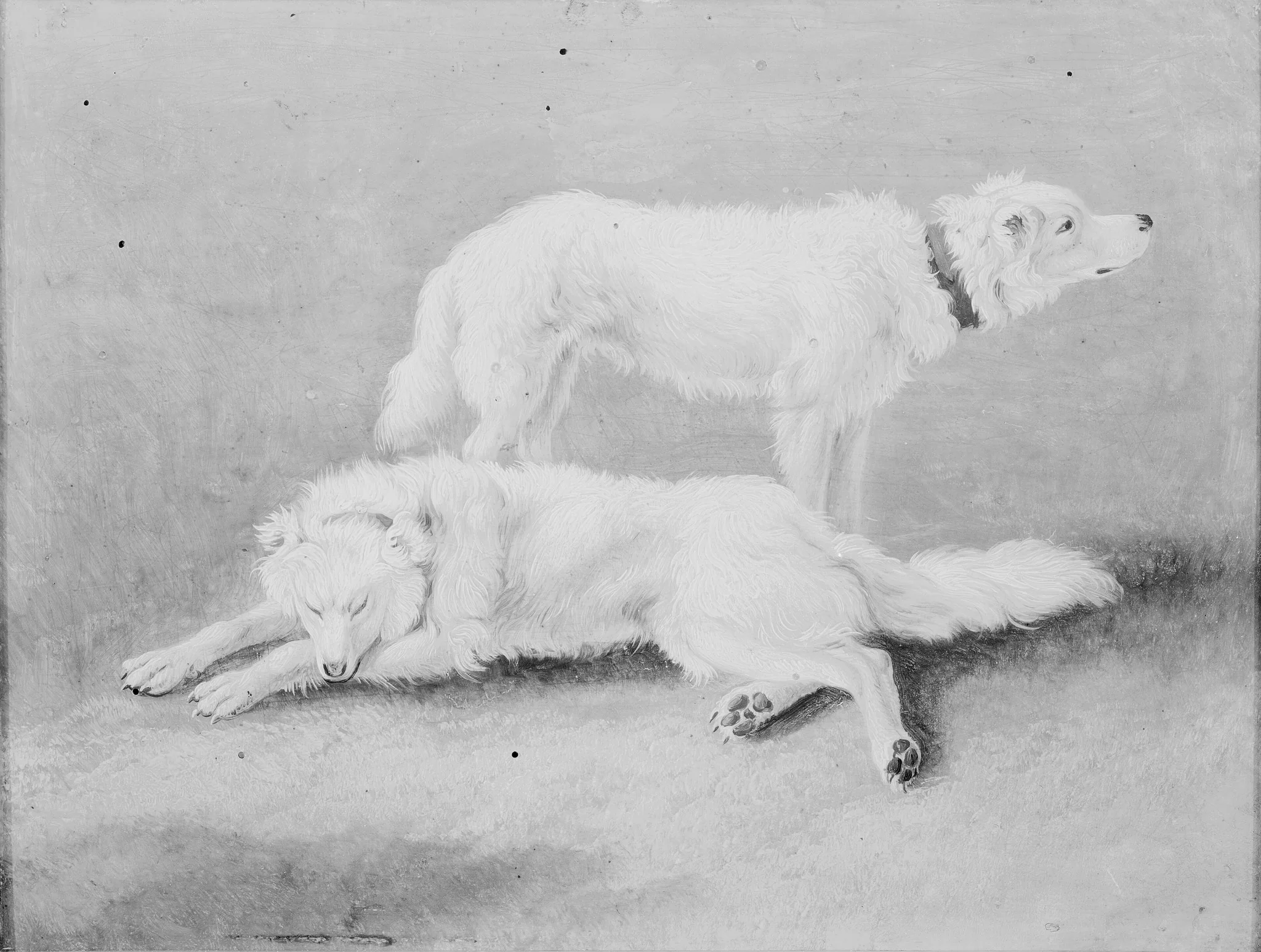 Two dogs