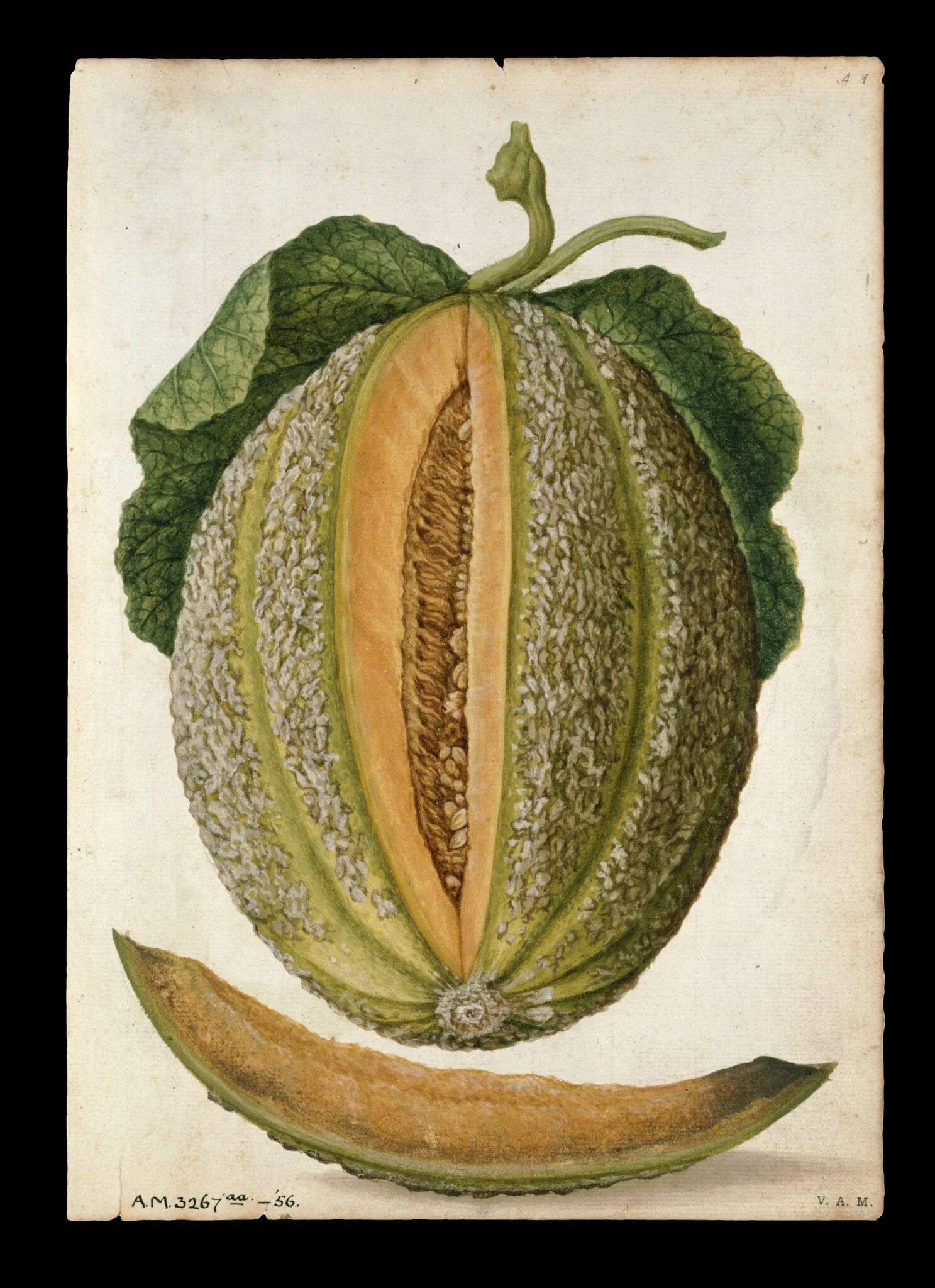 Melon; Cucumber