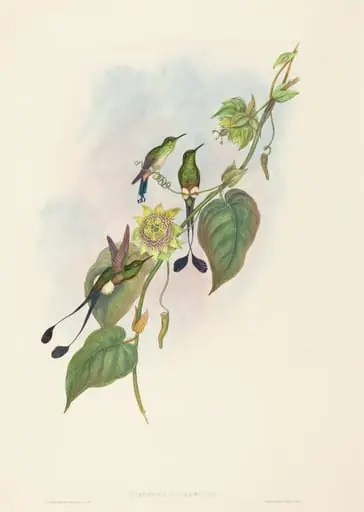 Spathura underwoodi (White-footed Racket-Tail)
