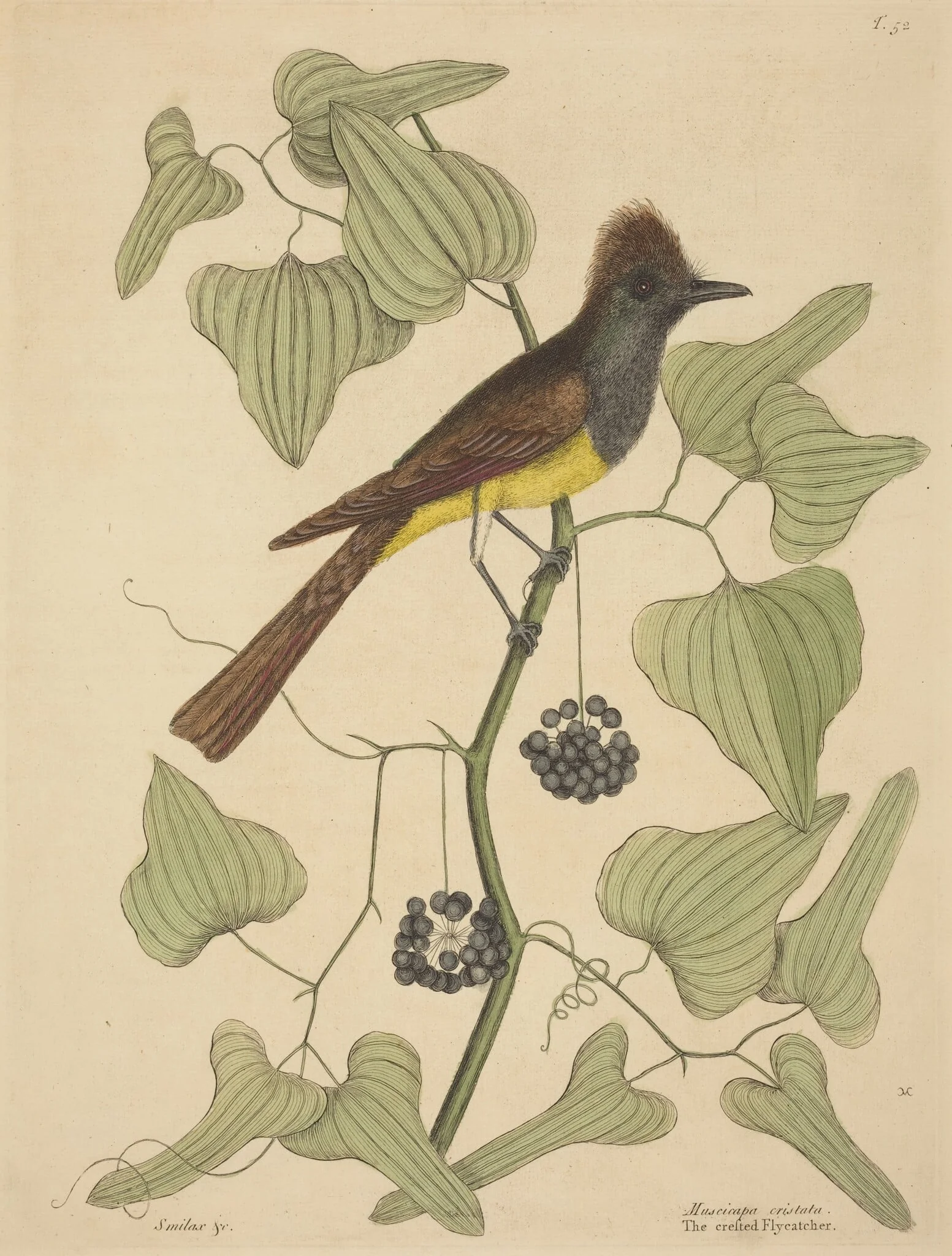 The Crested Flycatcher (Muscicapa cristata)