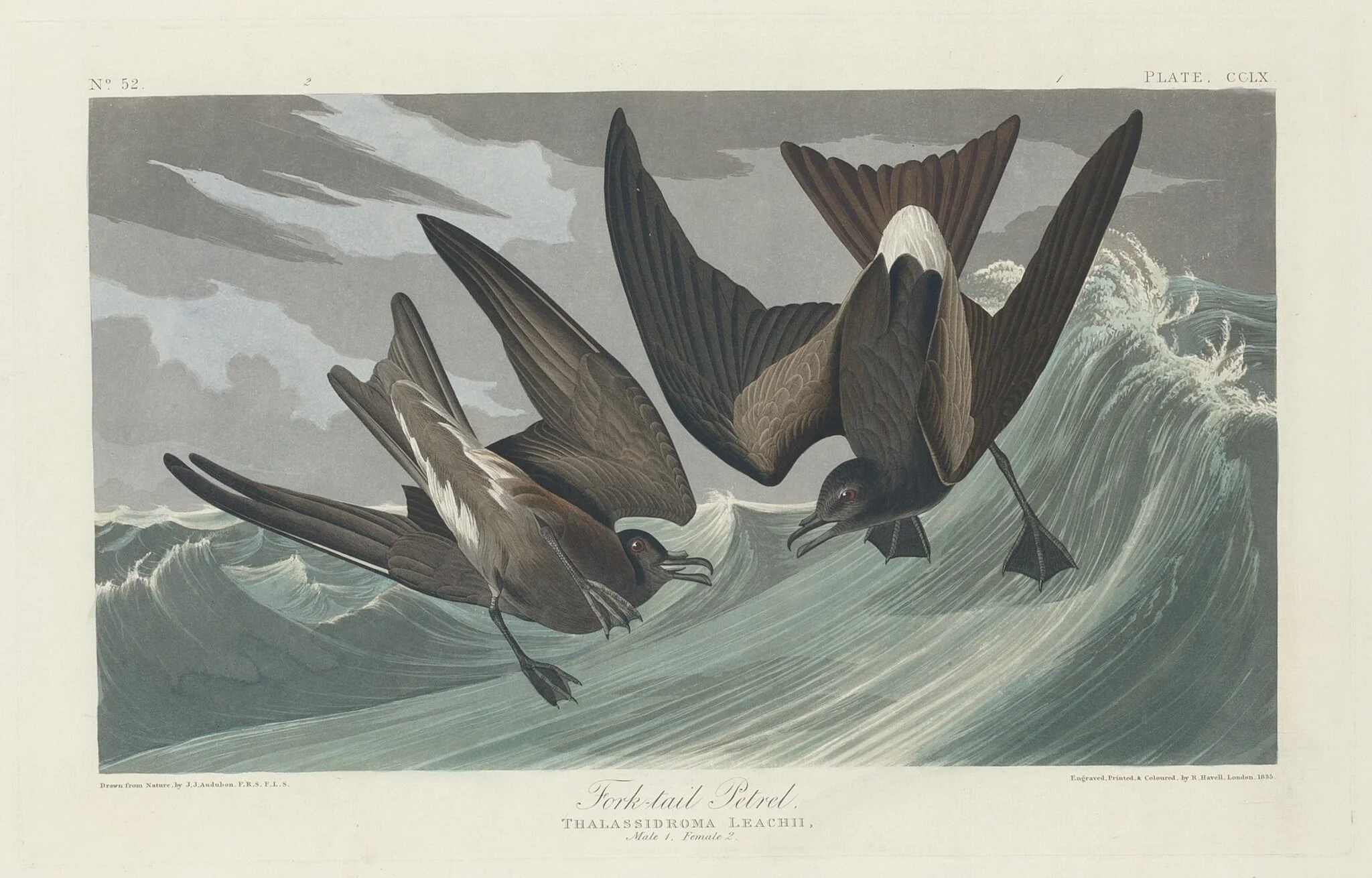 Fork-tailed Petrel, by Robert Havell Jr., ink, 1835