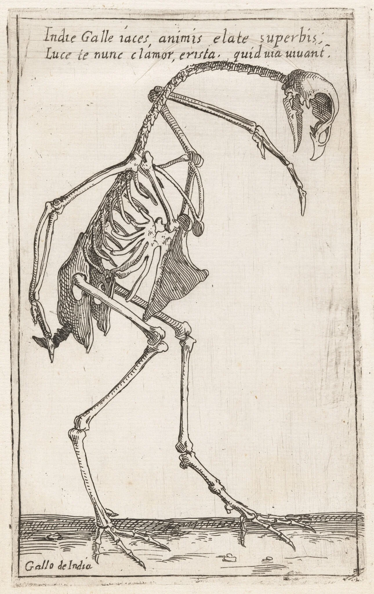 Skeleton of a Turkey