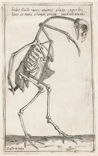 Skeleton of a Turkey