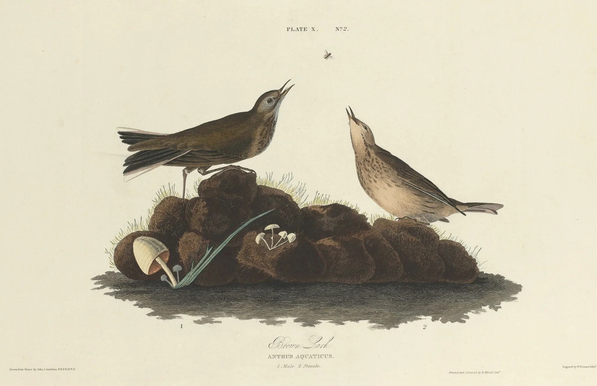 Brown Lark, by William Home Lizars, ink, 1827