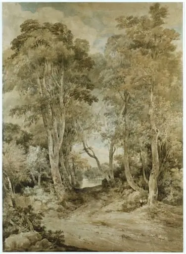 A wood scene