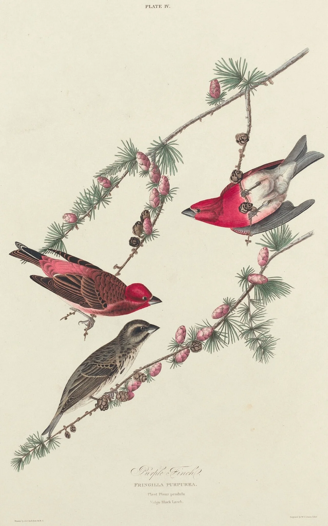 Purple Finch, by William Home Lizars, ink, 1827