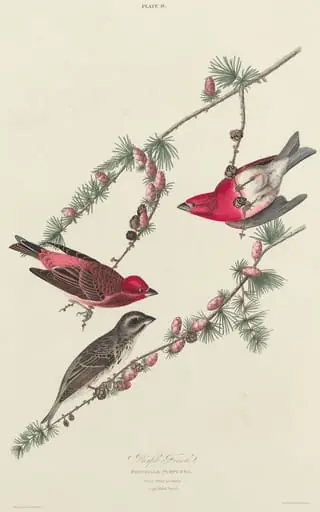 Purple Finch