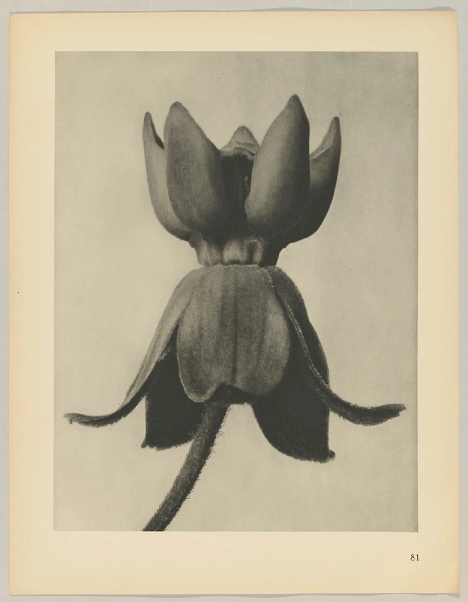 Asclepias syriaca, by Karl Blossfeldt, 1928