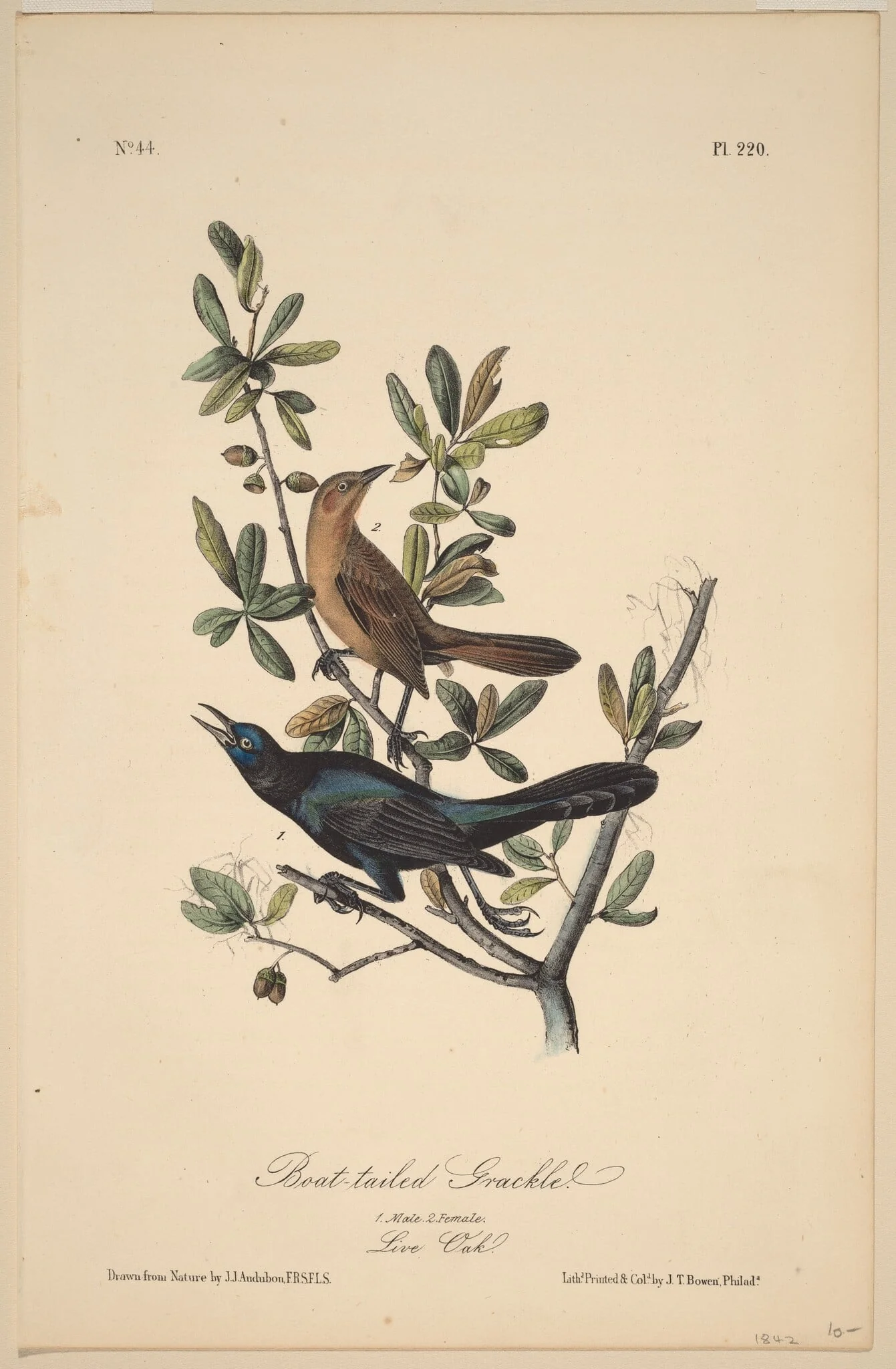 Boat-Tailed Grackle, by John T. Bowen, ink, 1840