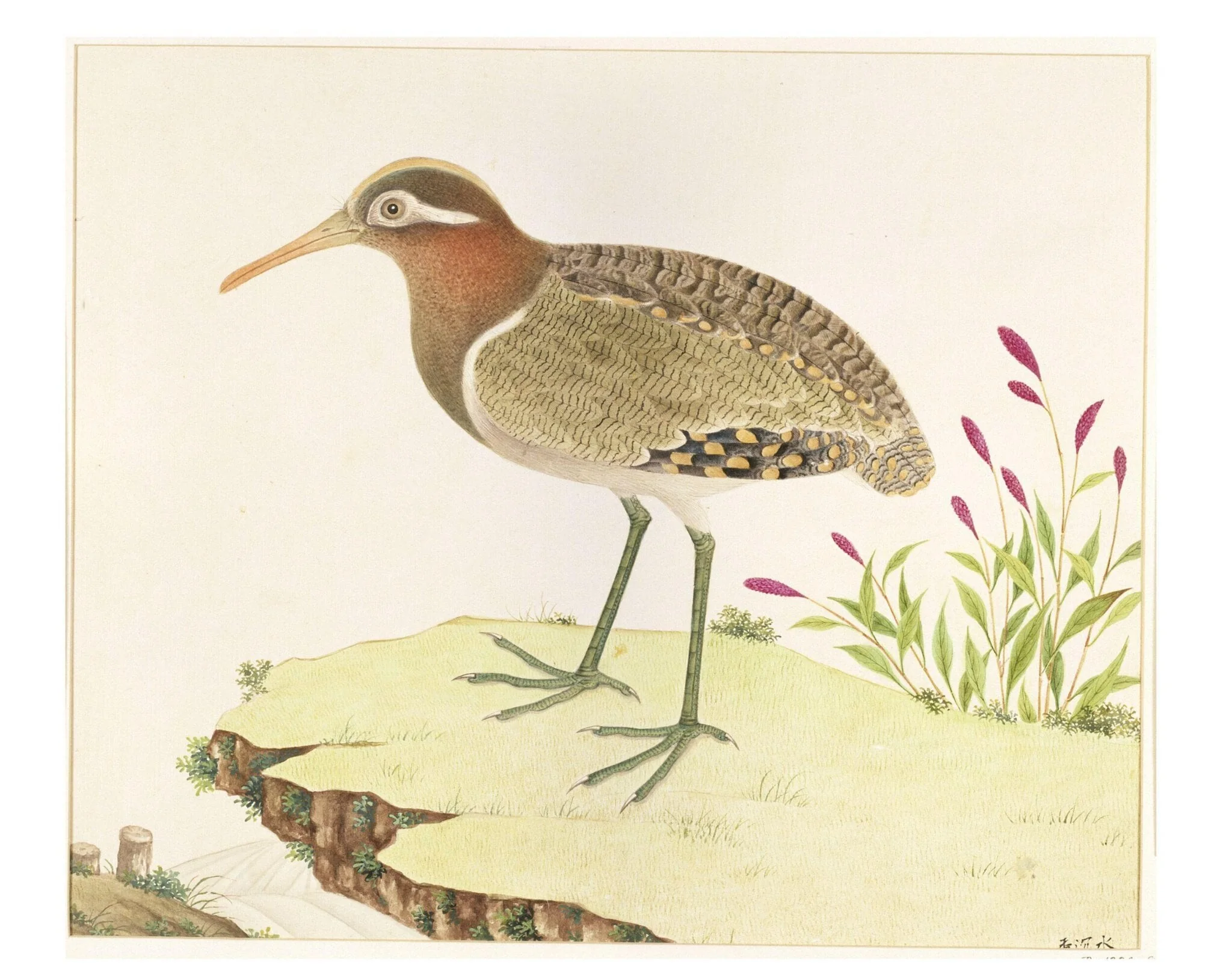 Painted Snipe, by Unknown, watercolor, 1800